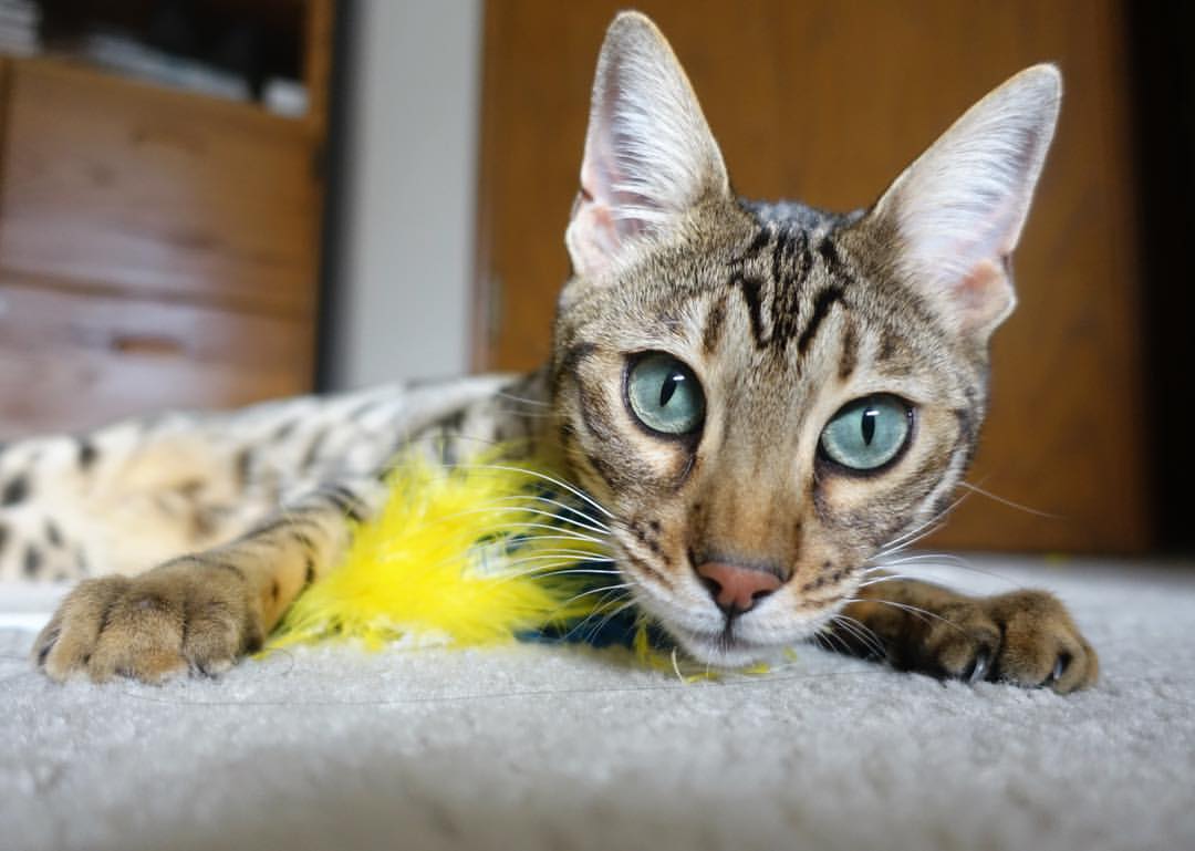 罗马反击质量提升打出高效攻势，反抗罗马的著名将领