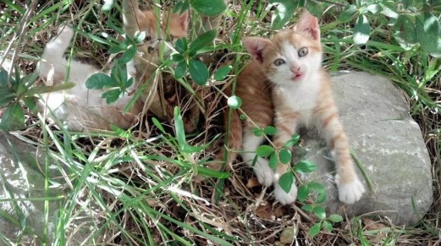 乐鱼体育在线登陆-自由泳德国四人组进步显著，自由泳400米冠军