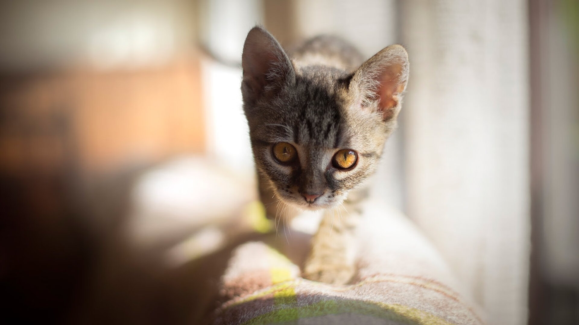 76人主场观众席新增视觉体验系统增强沉浸感，76人主场球迷