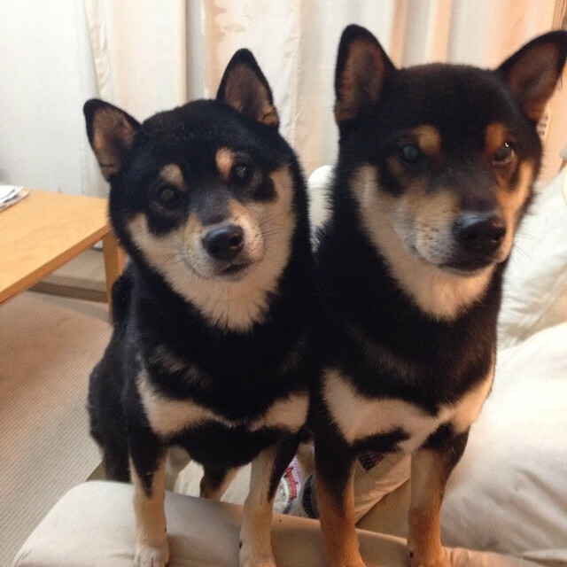 “美洲狮队突破极限,阿根廷橄榄球迎来新黄金时代”