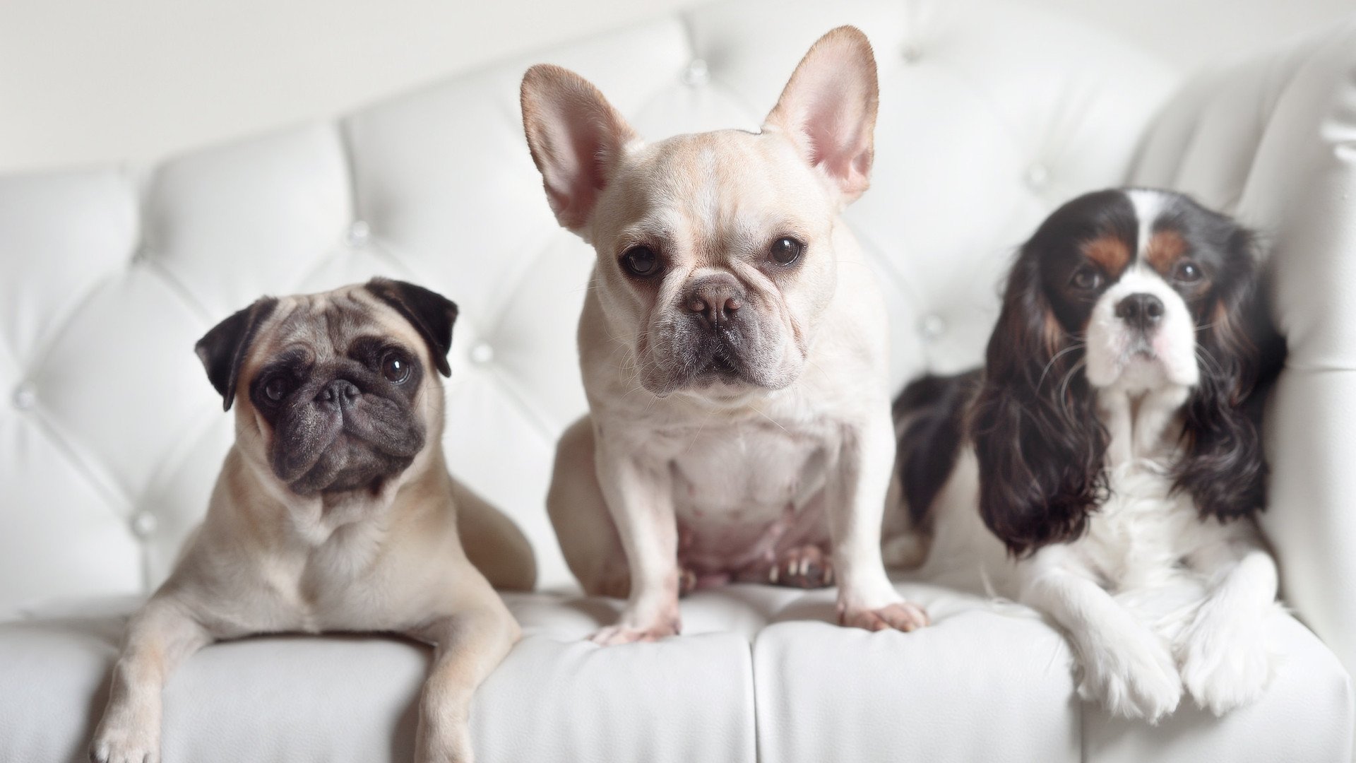 国际足球裁判引入大数据分析，判决更加科学精准，国际足球裁判规则与裁判法